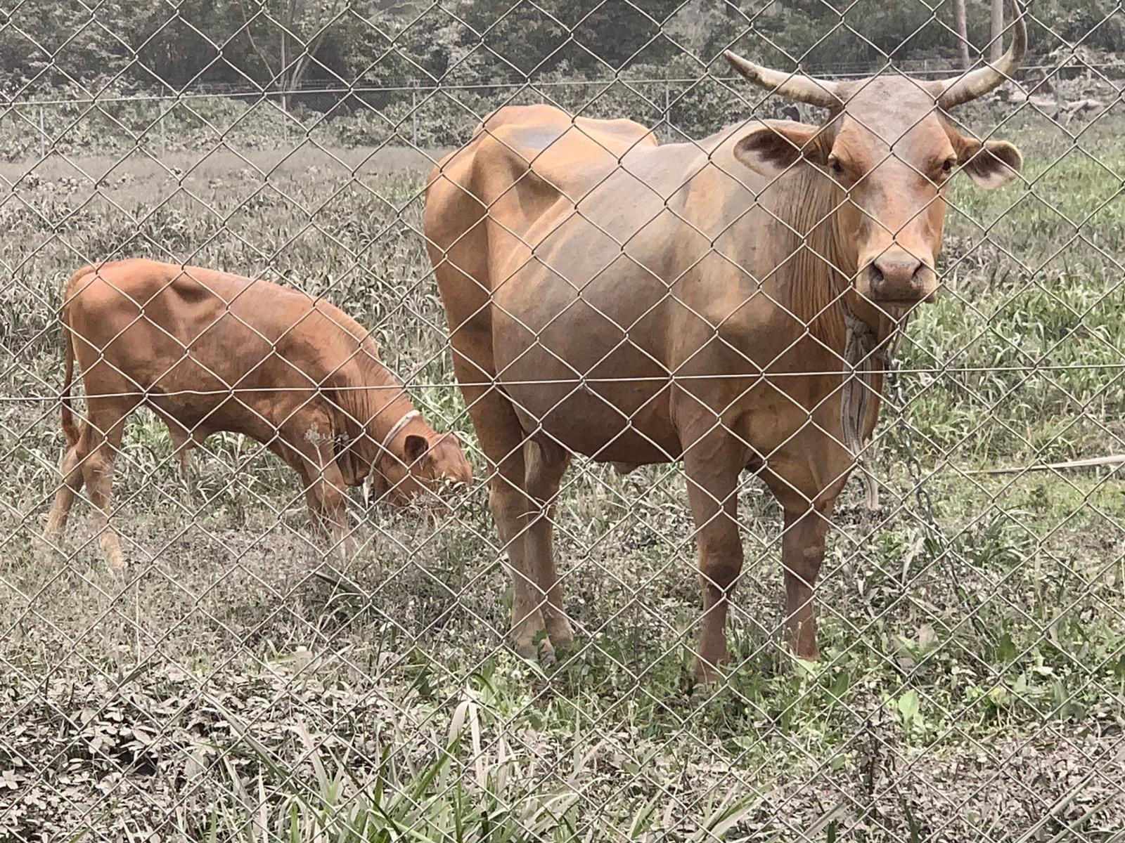 FAO provides urgent technical assistance for the agriculture sector in St. Vincent and the Grenadines