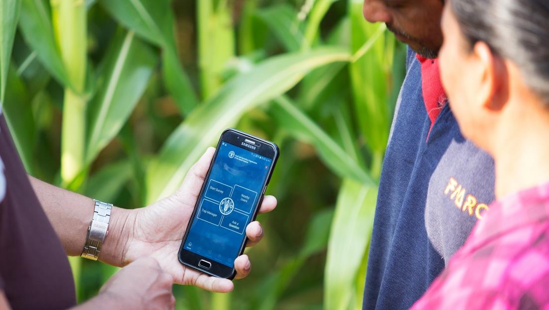 FAO seeks to implement digital solutions in Jamaica, the Bahamas and Belize