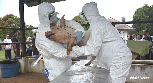 FAO launches online course for the Caribbean on African swine fever (ASF)