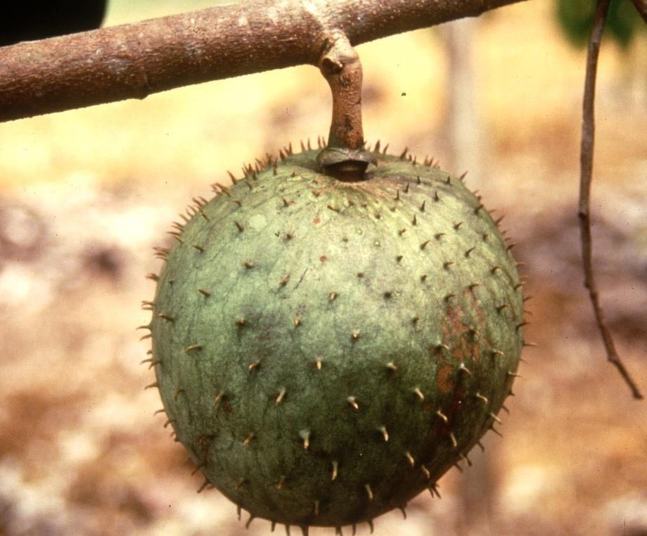 Belize validates strategy to upgrade its soursop industry