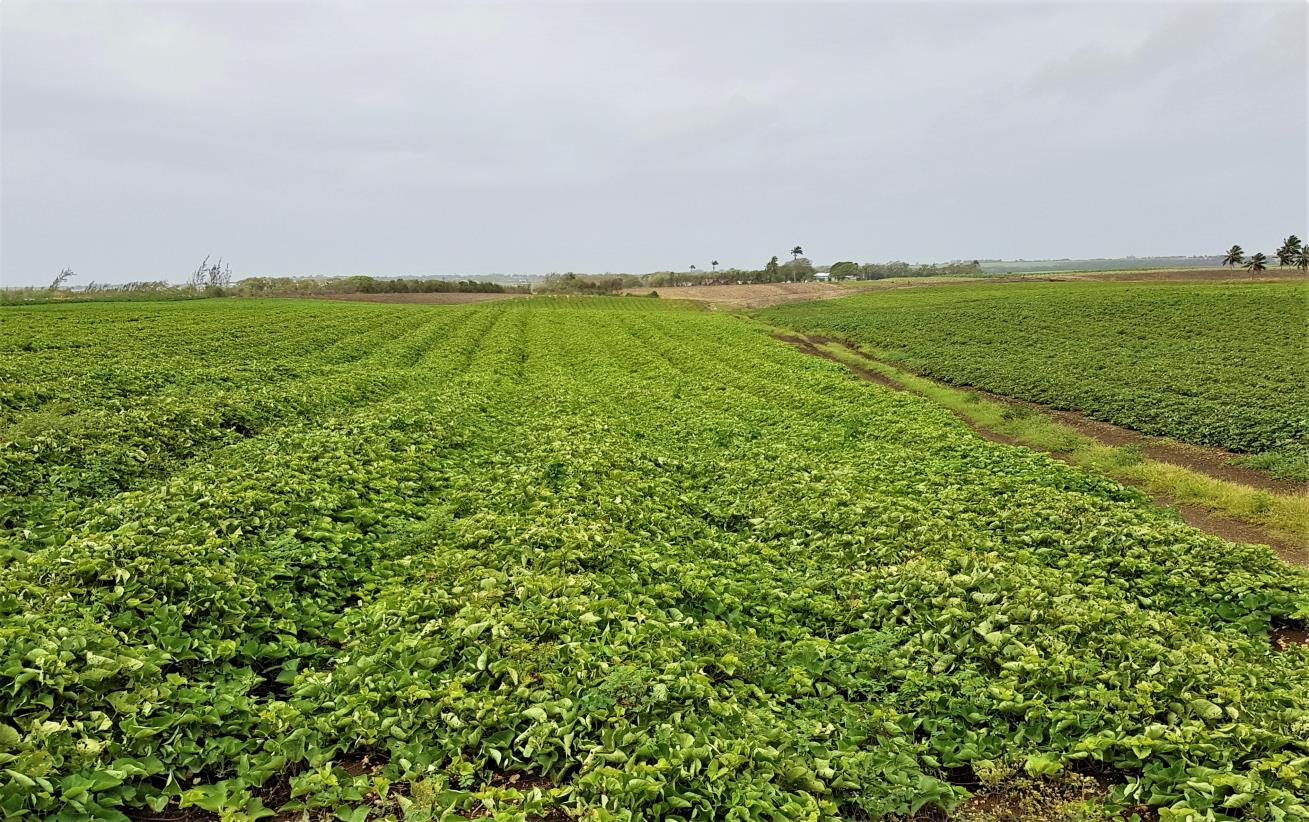 Efforts on to manage and ensure growth of sweet potato in Barbados