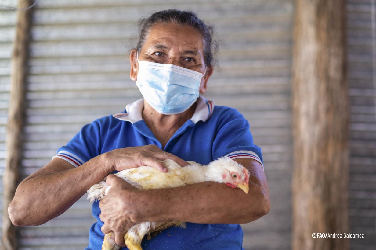 FAO launches Avian Influenza Emergency Preparedness Course