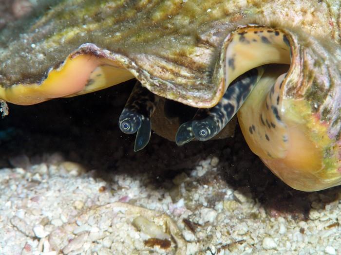 Report on meeting of prominent experts in the field of queen conch biology and ecology released today
