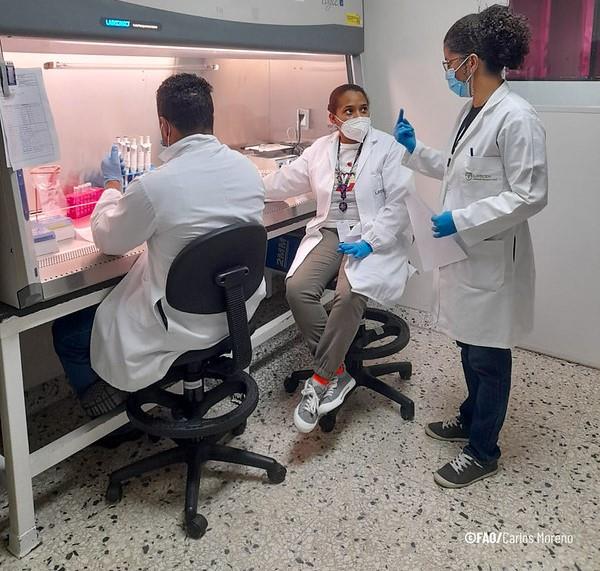 FAO launches a new African Swine fever-free course for specialists in four languages for Latin America and the Caribbean