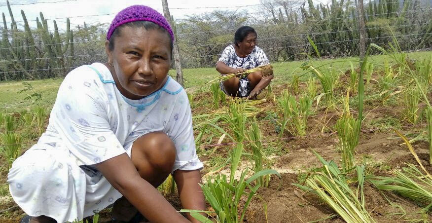 FAO realiza consulta regional para la actualización de las “Directrices para la planificación integrada del uso de la tierra”