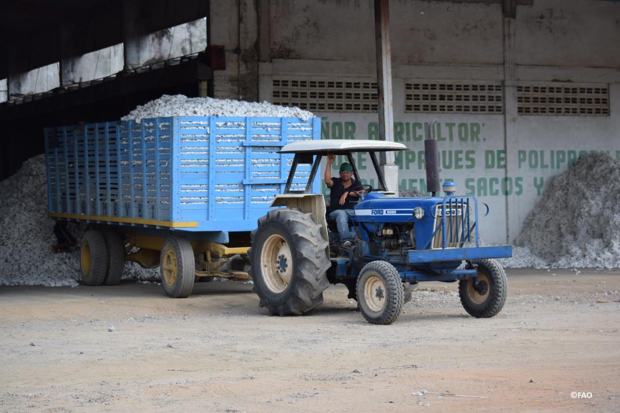 FAO, UNECE y los gobiernos de Brasil y Colombia inician piloto para trazabilidad del algodón colombiano