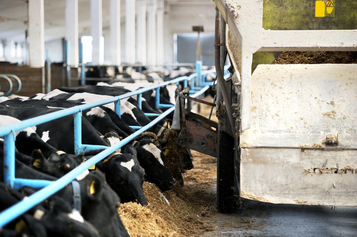 The Food and Agriculture Organization of the United Nations and partners ensures the fight against Antimicrobial Resistance (AMR) rages on