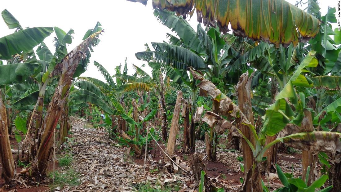 Experts addressed the risk of banana fungal disease
