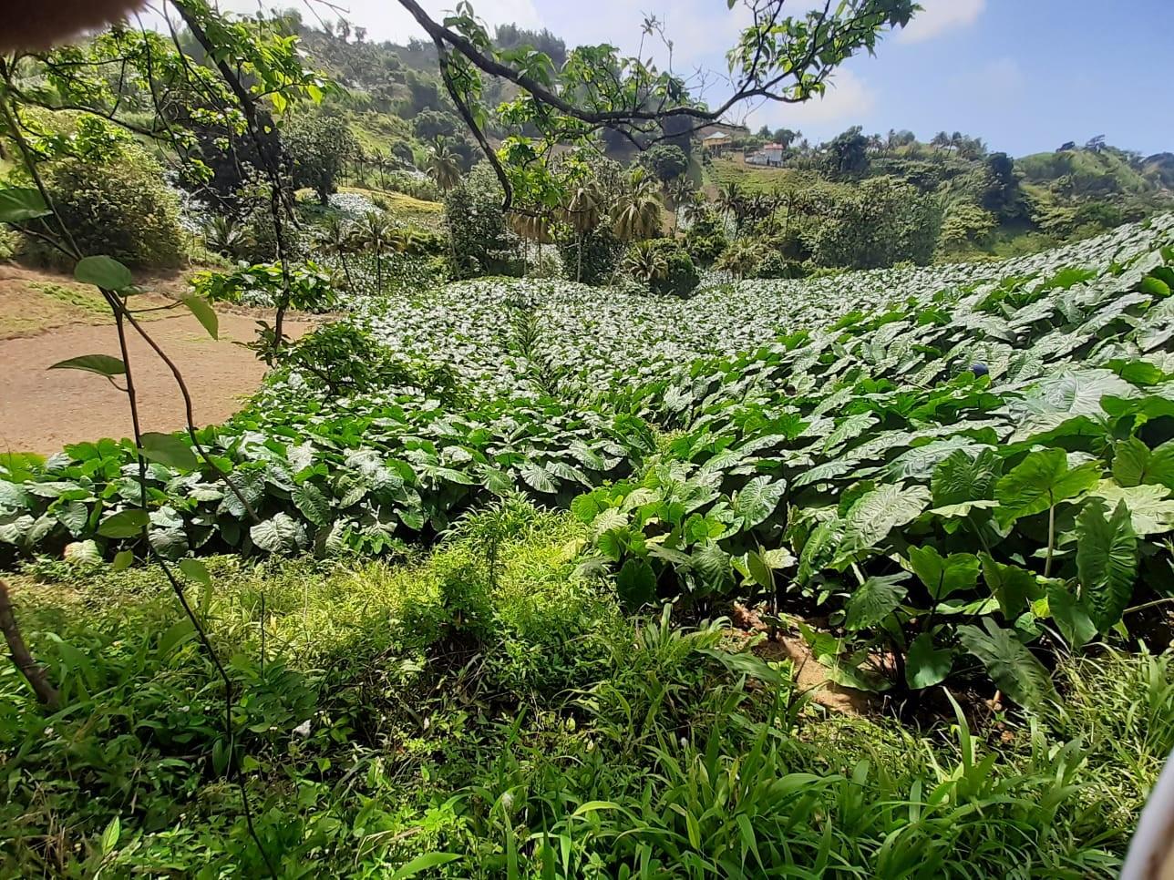 St Vincent and the Grenadines dasheen stakeholders gather to gain greater access to markets