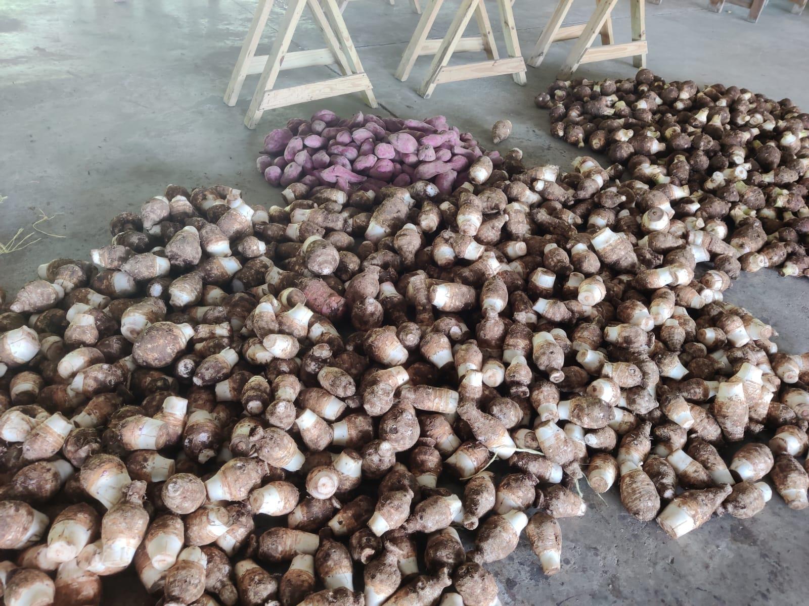 FAO launches Regional Projects to boost Food Production and Trade in the Caribbean