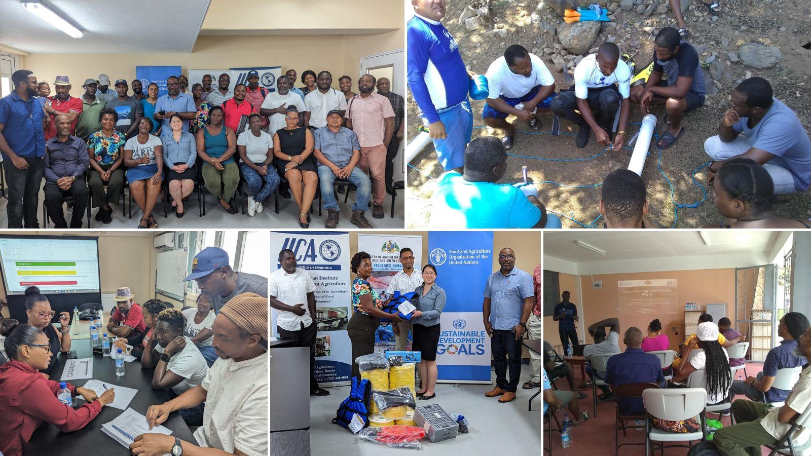 Dominica gears up to improve local sea moss production and develop its sea moss sector