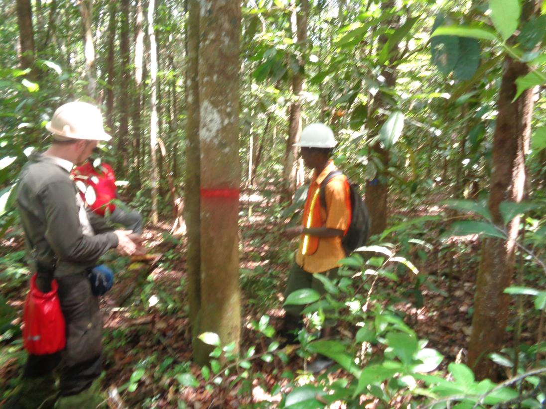 Guyana’s forest: a goldmine of opportunities