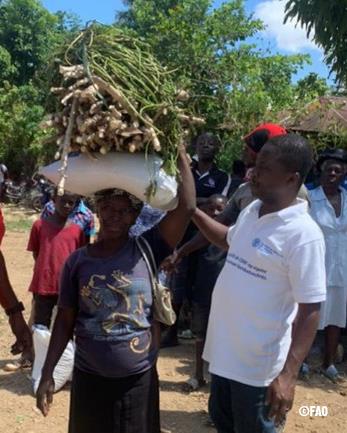 Restoring the livelihoods of vulnerable populations, the cornerstone of FAO's emergency interventions in Haiti.