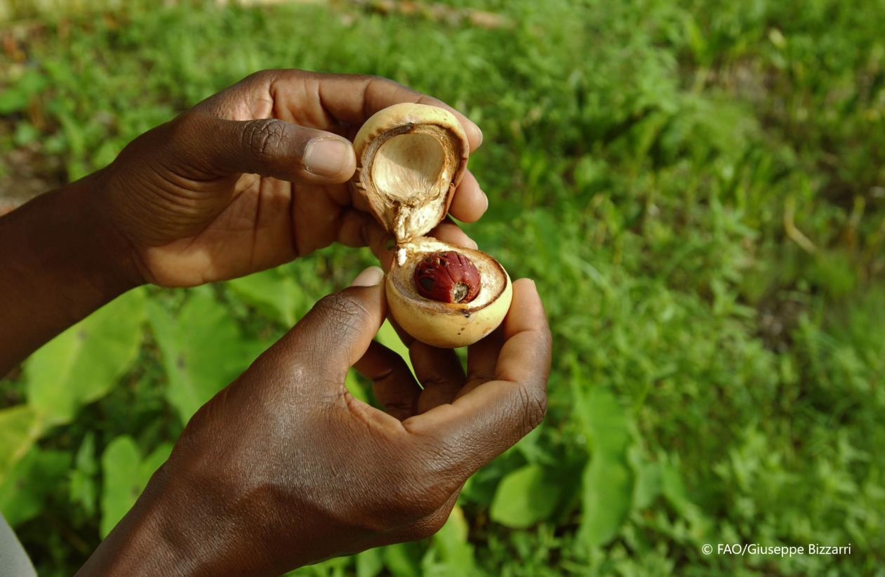 The Spice Isle seeks to expand commodities
