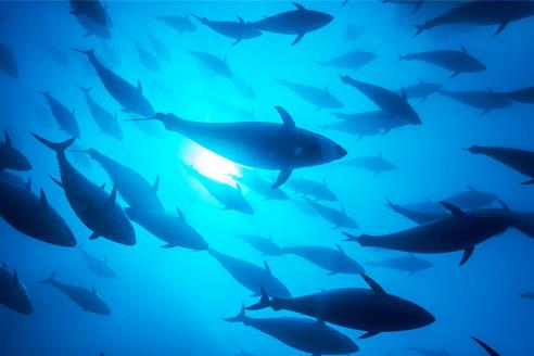 The decline of fish stocks in the region among topics of recent WECAFC Meeting