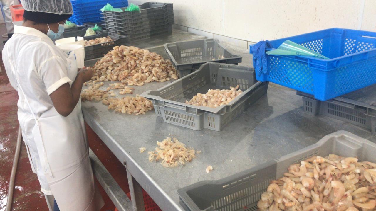 FISH4ACP improving Value Chain for Guyana – World’s Largest Seabob Producer