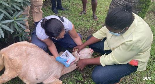 FAO strengthens capacities of small ruminant farmers and stakeholders in Grenada