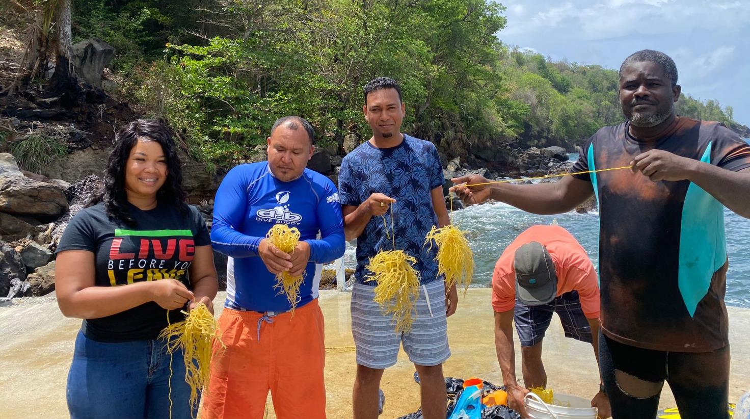 Cultivating Dominica’s seamoss industry from shore to land