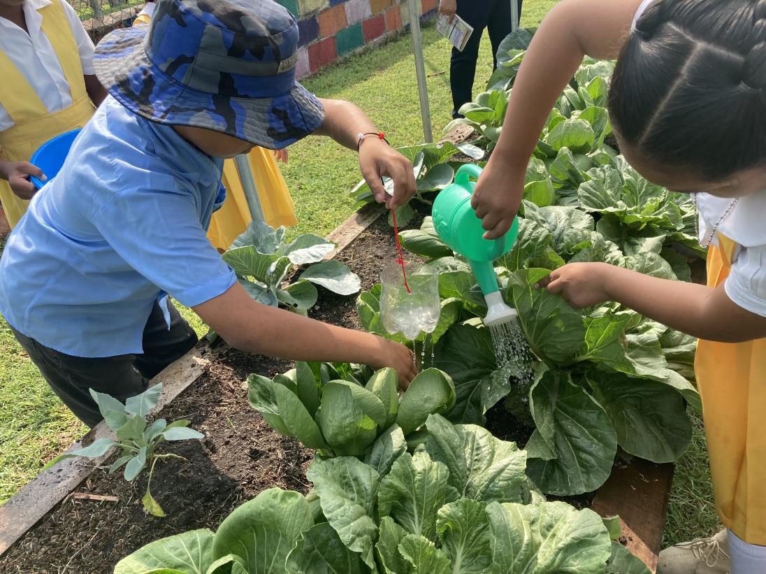 FAO and Mexico establish six school gardens in Belize to enhance children's nutrition and improve their learning environment