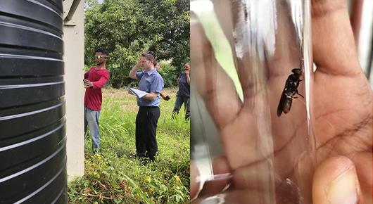 Insect production for animal feed in the Caribbean is a step closer to reality