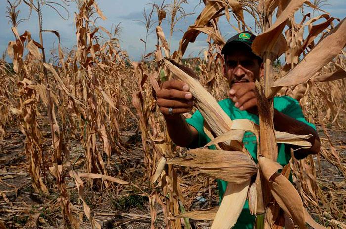 FAO lanzó una nueva estrategia centrada en los núcleos más duros de pobreza y hambre en América Latina y el Caribe