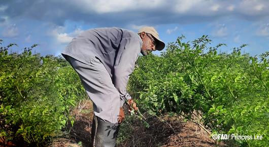 FAO trains Jamaican farmers on climate resilience