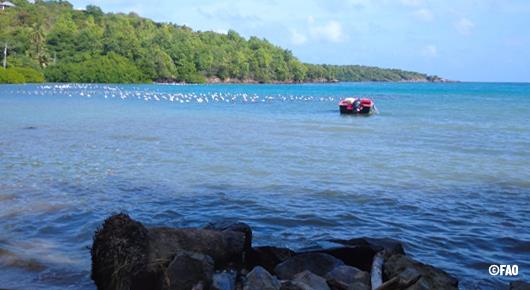 FAO expands opportunities for green financing of the Caribbean aquaculture sector