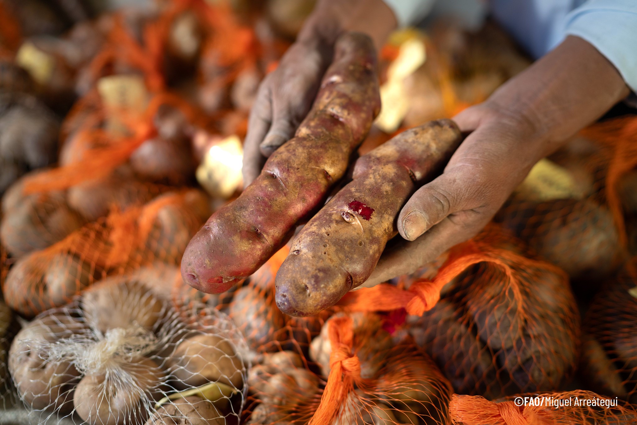 Papa: En la variedad está el gusto