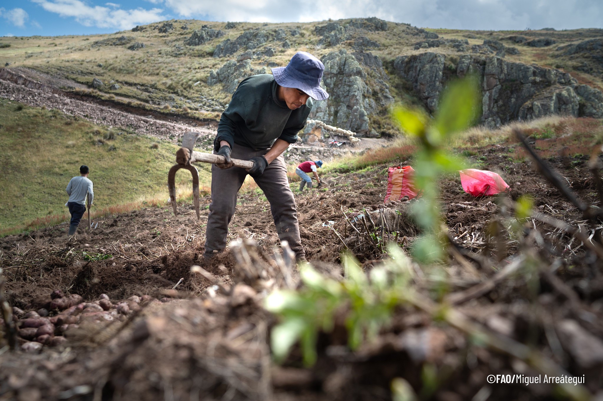 Papa: Medio de vida de la agricultura familiar