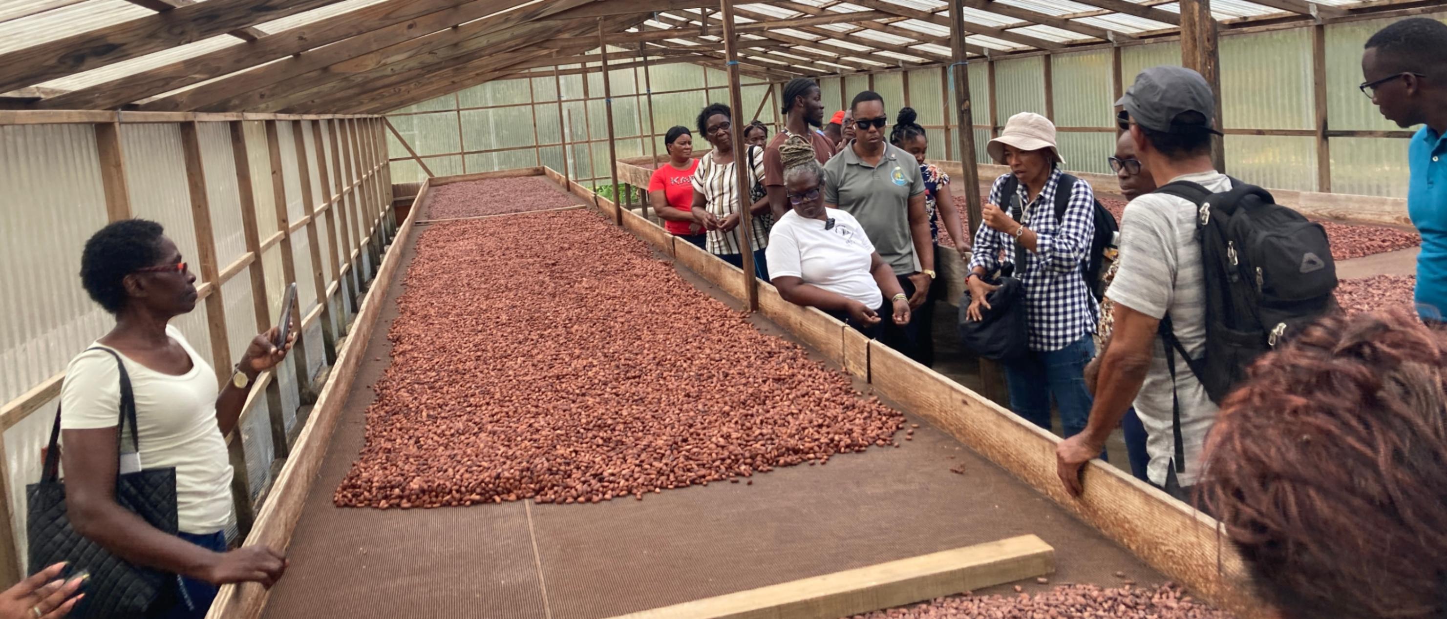 FAO facilitated cocoa training focused on improving post-harvest procedures and maximizing the flavor profile of cocoa in Grenada