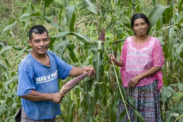 PERSONAS - MAIZ - COSECHA - AGRICULTURA - GUATEMALA