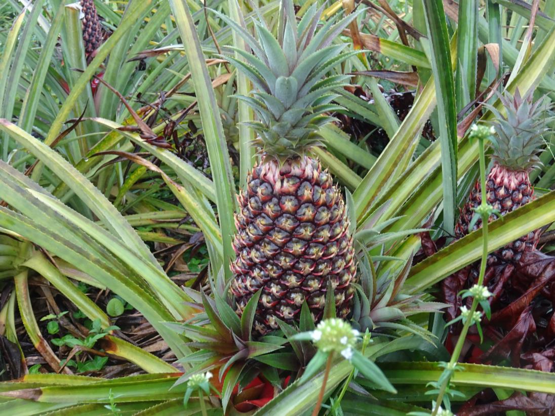 Support for Suriname’s pineapple sector: UN Joint SDG Fund approves 3ADI+ proposal
