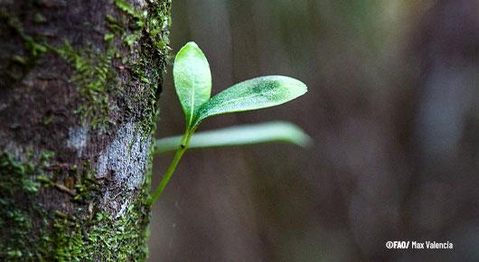 21 Latin American and Caribbean countries work together to harmonize National Forest Inventories