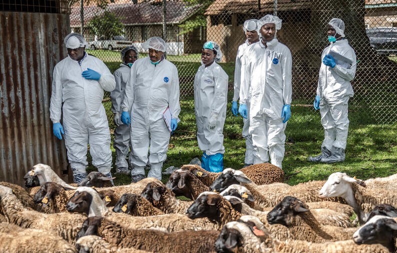 Un nuevo estudio dirigido por la FAO destaca que mejorar la productividad es clave para reducir el uso de antibióticos en el ganado