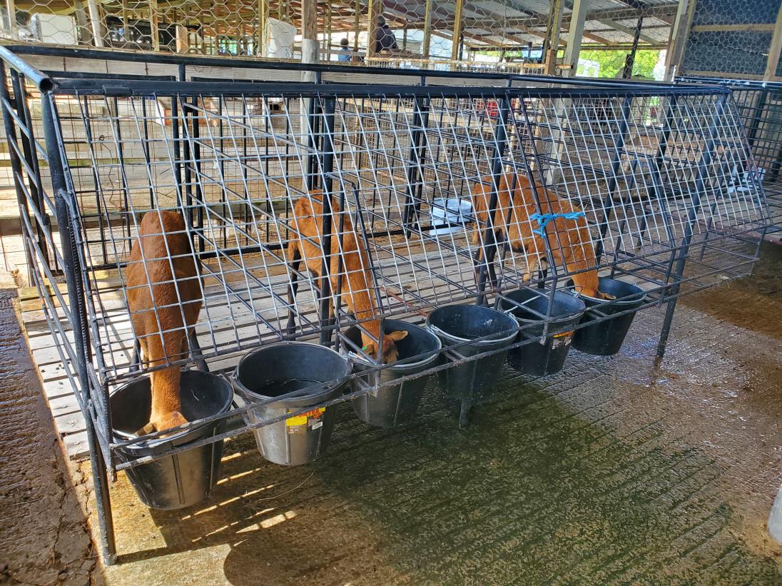 FAO and the Caribbean Agricultural Research and Development Institute (CARDI) explore fish silage as a viable option for animal feed