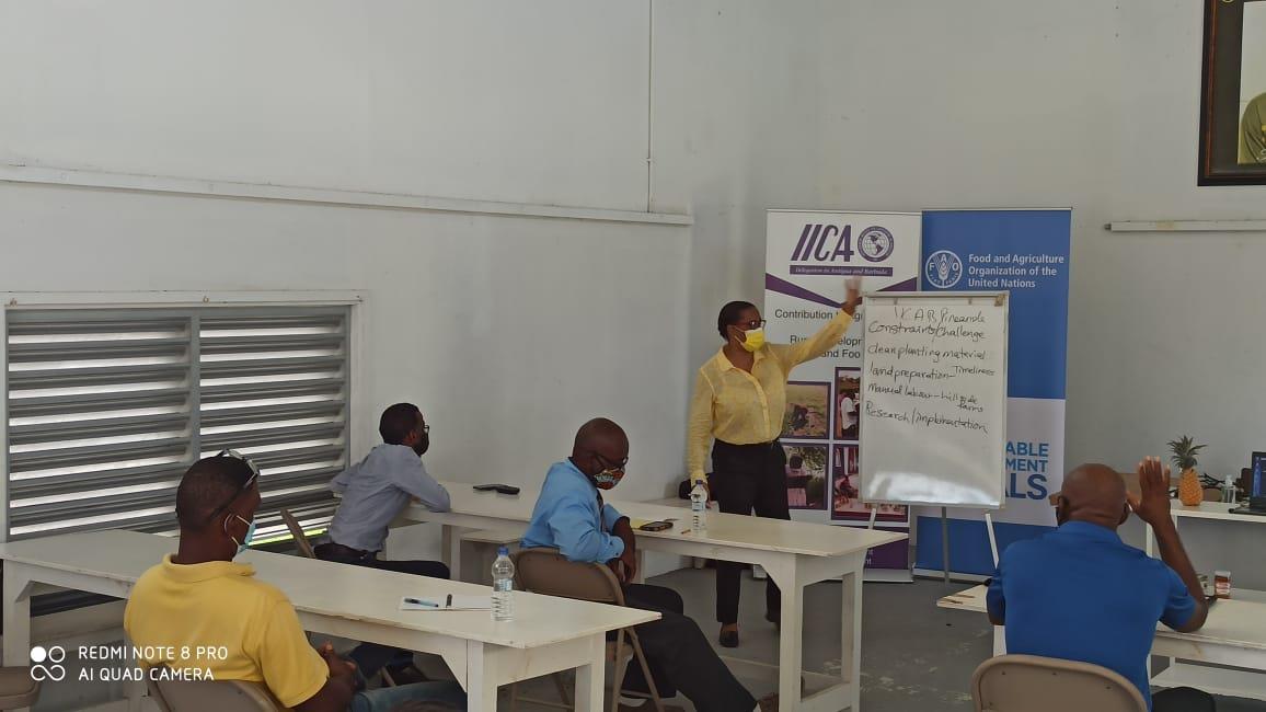 FAO and IICA lead Knowledge Gathering Session for Black Pineapple Producers in Antigua