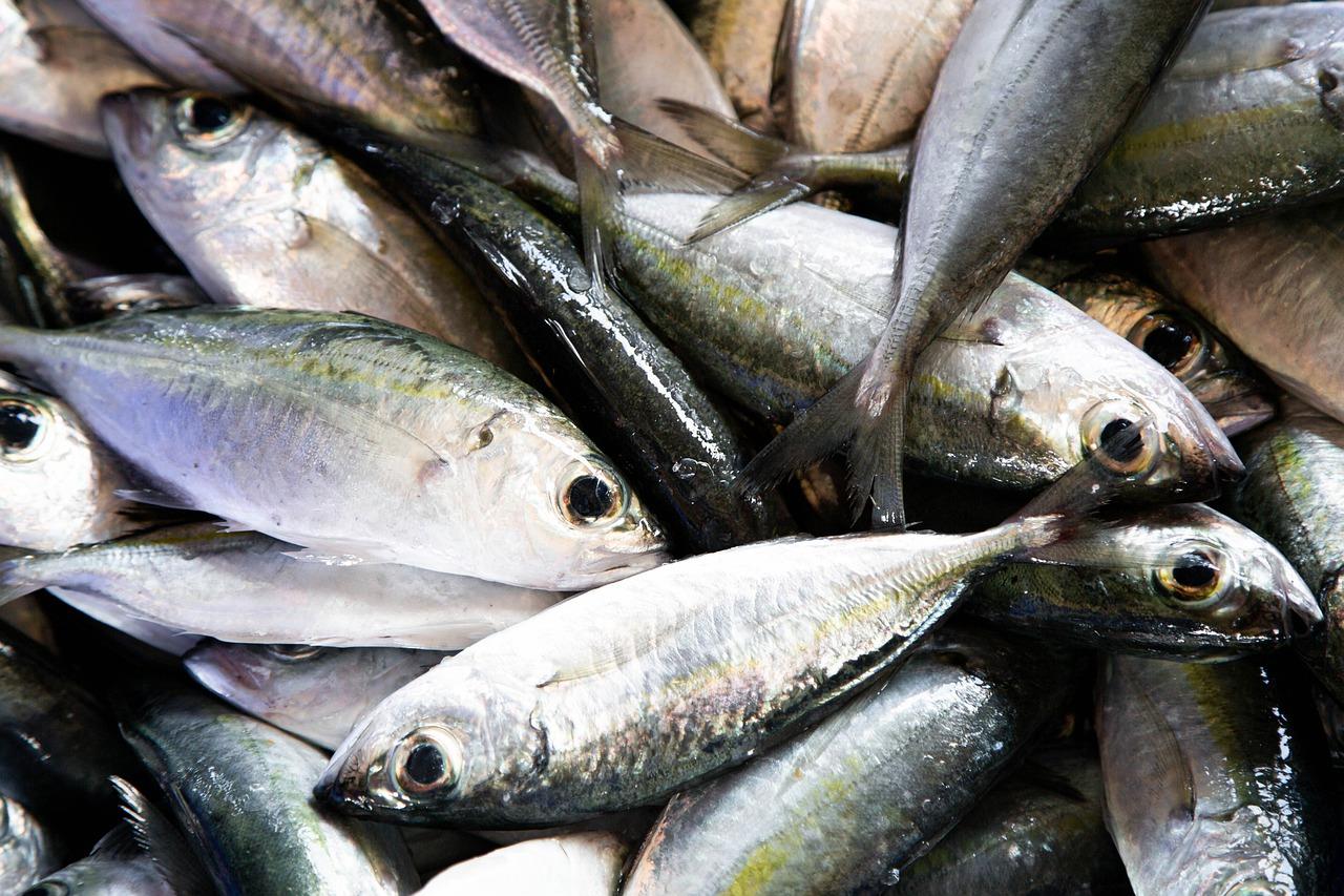 Fish Aggregating Devices to take center stage at upcoming WECAFC Meeting