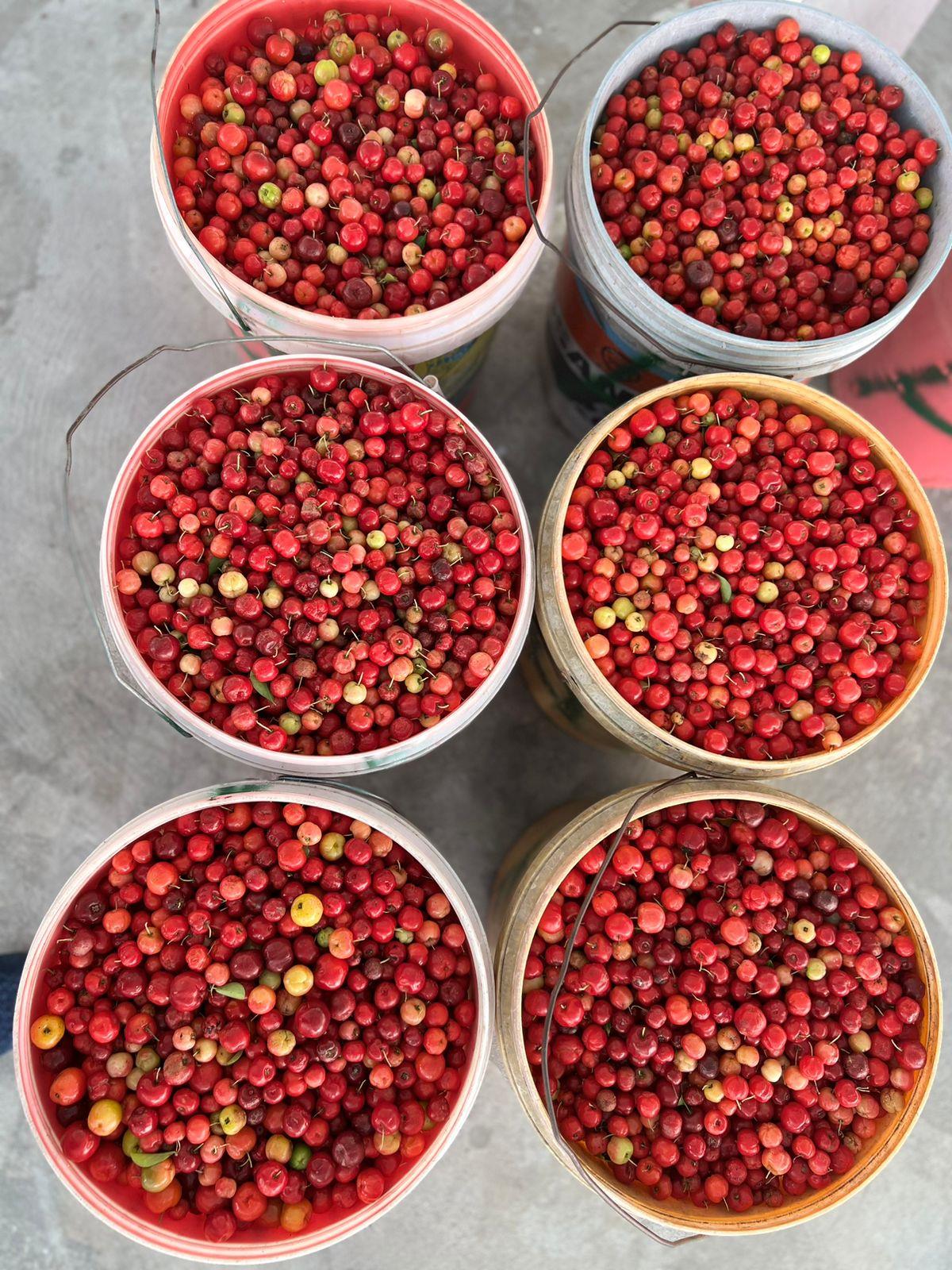 Getting ripe for the picking! - Guyana works to boost its cherry production